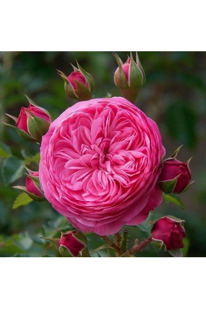 Троянда Леонардо да Вінчі пелюстки